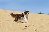 BORDER COLLIE 085